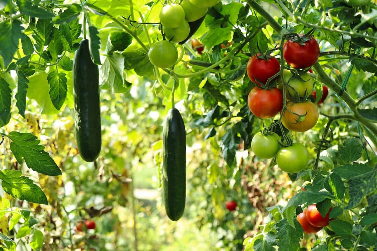 huerta valenciana la sucursal veles e vents