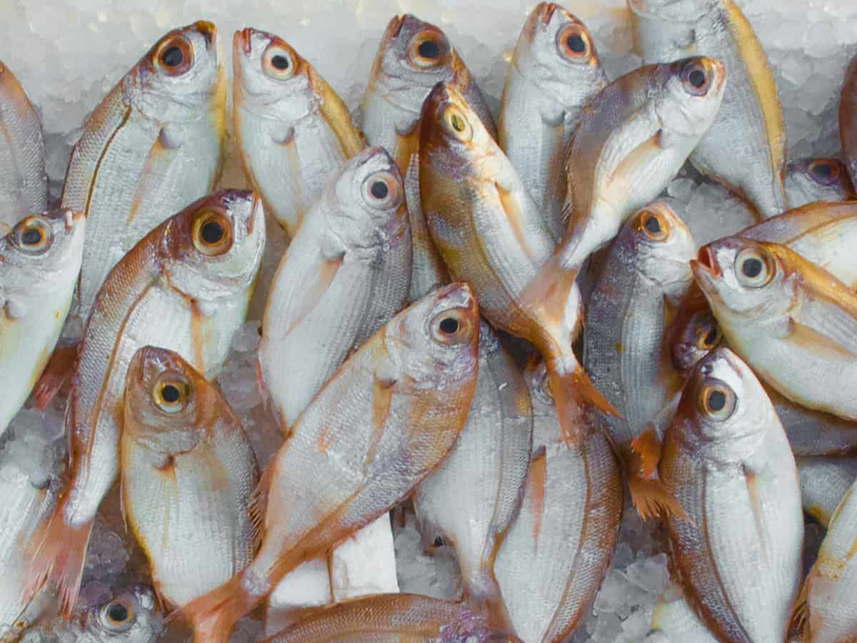 pescado de lonja la sucursal veles e vents